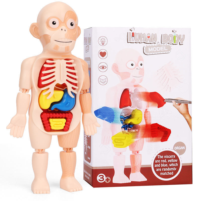 Kids Human Body Organ Assembly - огляд і ціна Science Kit