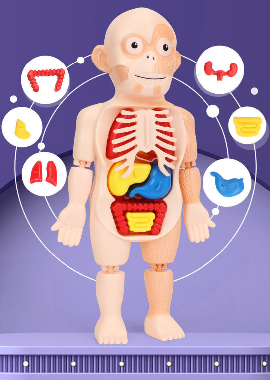 Kids Human Body Organ Assembly - огляд і ціна Science Kit