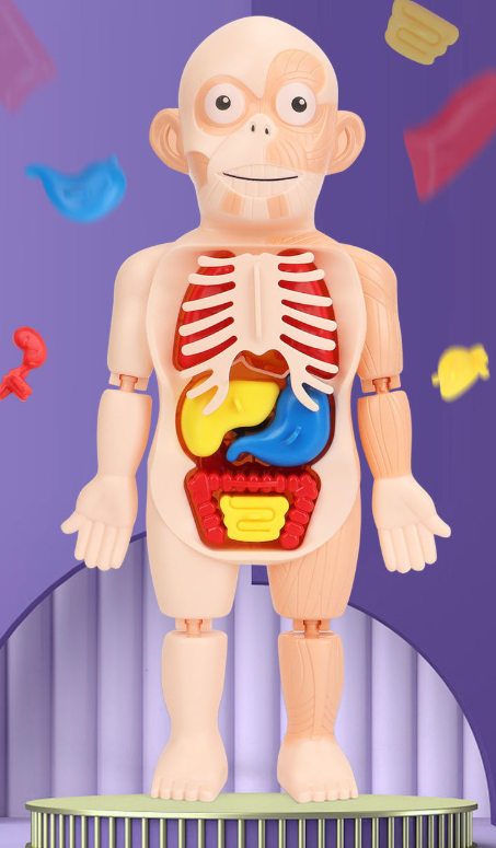 Kids Human Body Organ Assembly - огляд і ціна Science Kit